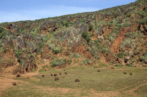 Large group of Eurasian brown bears in enclosure at the Cabarceno Natural Park