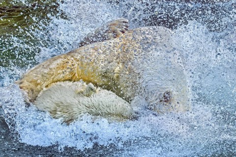 Two polar bears