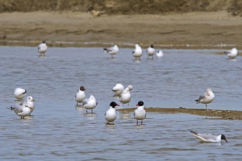 Two Mediterranean gulls