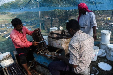 Bee keepers working in a bee farm near a mustards field in a village in Barpeta district of Assam in India on Wednesday 22 December 2021. The bee keeping business is one of the most profitable busines...