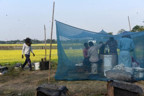 Bee keepers working in a bee farm near a mustards field in a village in Barpeta district of Assam in India on Wednesday 22 December 2021. The bee keeping business is one of the most profitable busines...