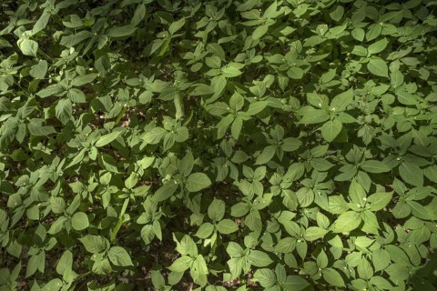 Flowering no-flowering balsam