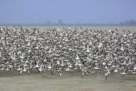 Red knots