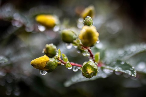 Water drops stand out on a large-flowered St. John's wort