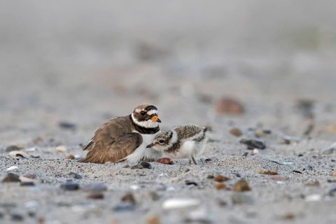 Common ringed plover