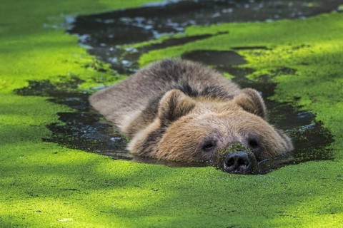 Brown bear