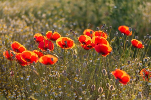 Gossip poppy