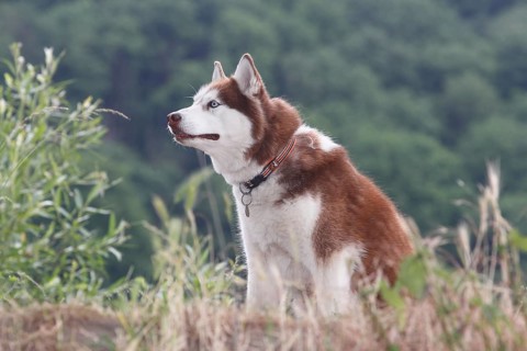 Siberian Husky