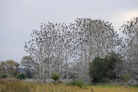 Colony of great cormorants