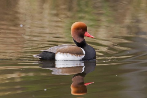 Red-crested pochard