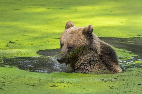 Brown bear
