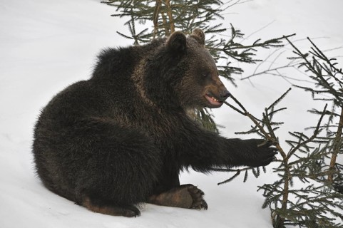 Two-year-old Eurasian brown bear