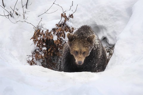One year old brown bear
