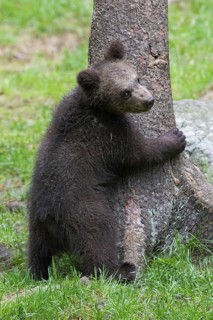 Brown bear