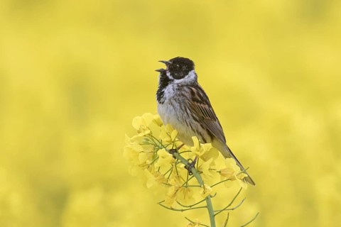 Common reed bunting
