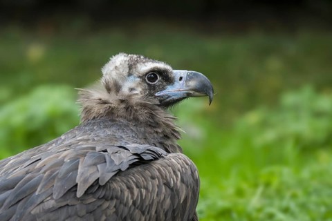 Cinereous vulture