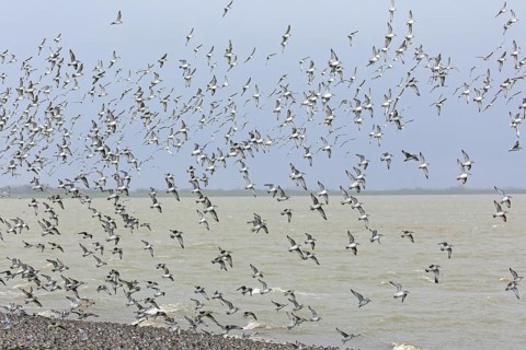 Red knots