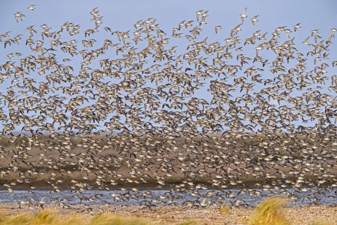 Red knot