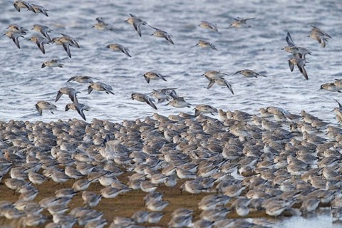Red knot