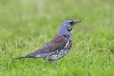 Fieldfare