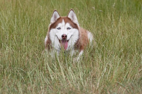 Siberian Husky