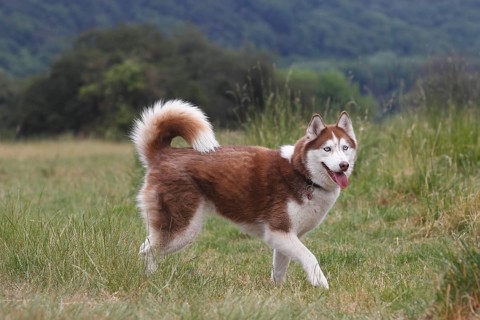 Siberian Husky
