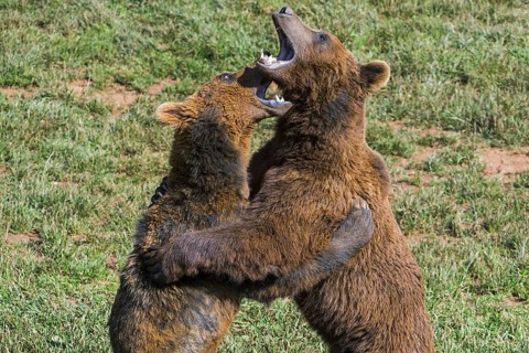 Two aggressive territorial Eurasian brown bears