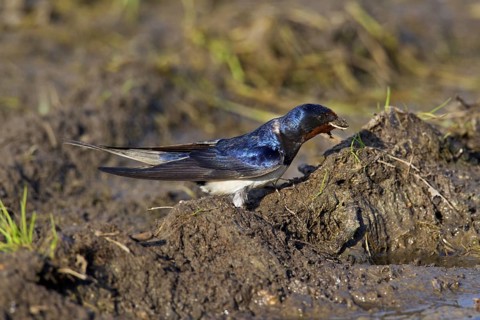 Barn swallow