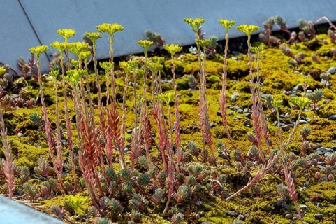 Flat roof with reflexed stonecrop