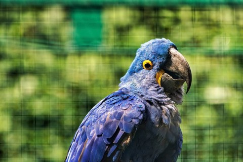 Hyacinth Macaw