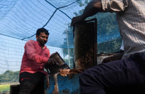 Bee keepers working in a bee farm near a mustards field in a village in Barpeta district of Assam in India on Wednesday 22 December 2021. The bee keeping business is one of the most profitable busines...