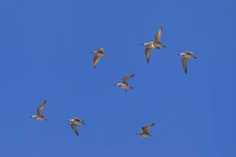 Red Knot