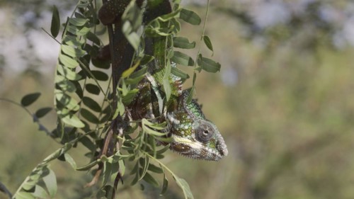 Close-up of bright green chameleon hanging down swaying on thin tree branch among green leaves on sunny day. Panther chameleon