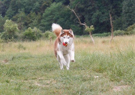 Siberian Husky