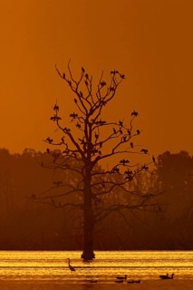 Colony of great cormorants