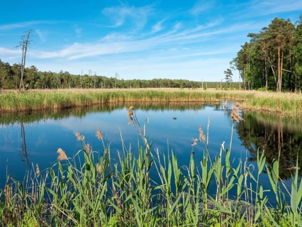 Moor in the Dueben Heath