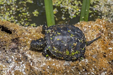 European pond turtle