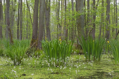 Alder carr showing black alder trees and aquatic plants like yellow flag