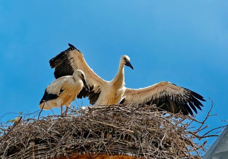 White storks
