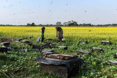Bee keepers working in a bee farm near a mustards field in a village in Barpeta district of Assam in India on Wednesday 22 December 2021. The bee keeping business is one of the most profitable busines...