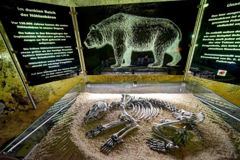 Skeleton of a cave bear