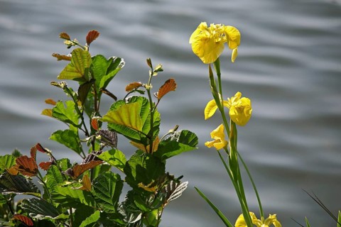 Yellow iris