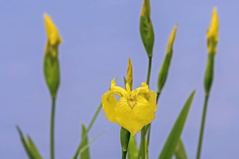 Yellow flag