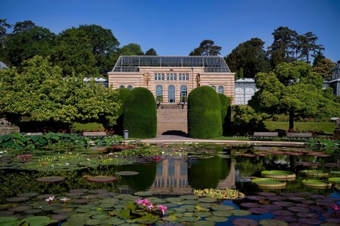 Water Lily Pond