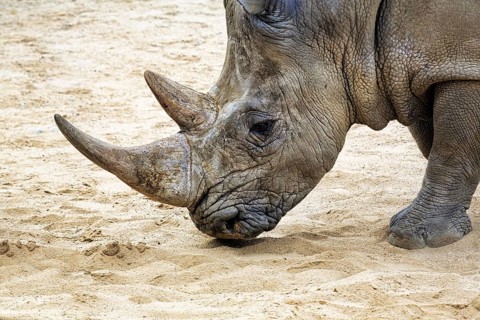 White rhinoceros