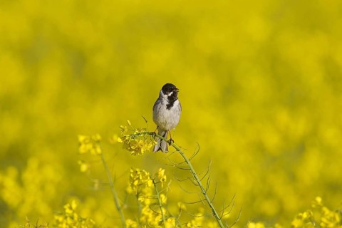 Common reed bunting