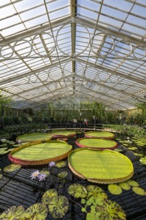 Waterlilies in Kew Gardens