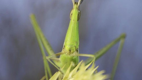 Frontal portrait of Giant green slant-face grasshopper Acrida sitting on spikelet on grass and blue sky background