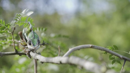Green chameleon walks along branch and looksat around on bright sunny day on the green trees background. Panther chameleon