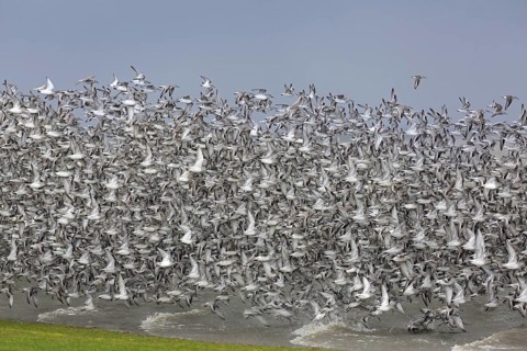 Red knots
